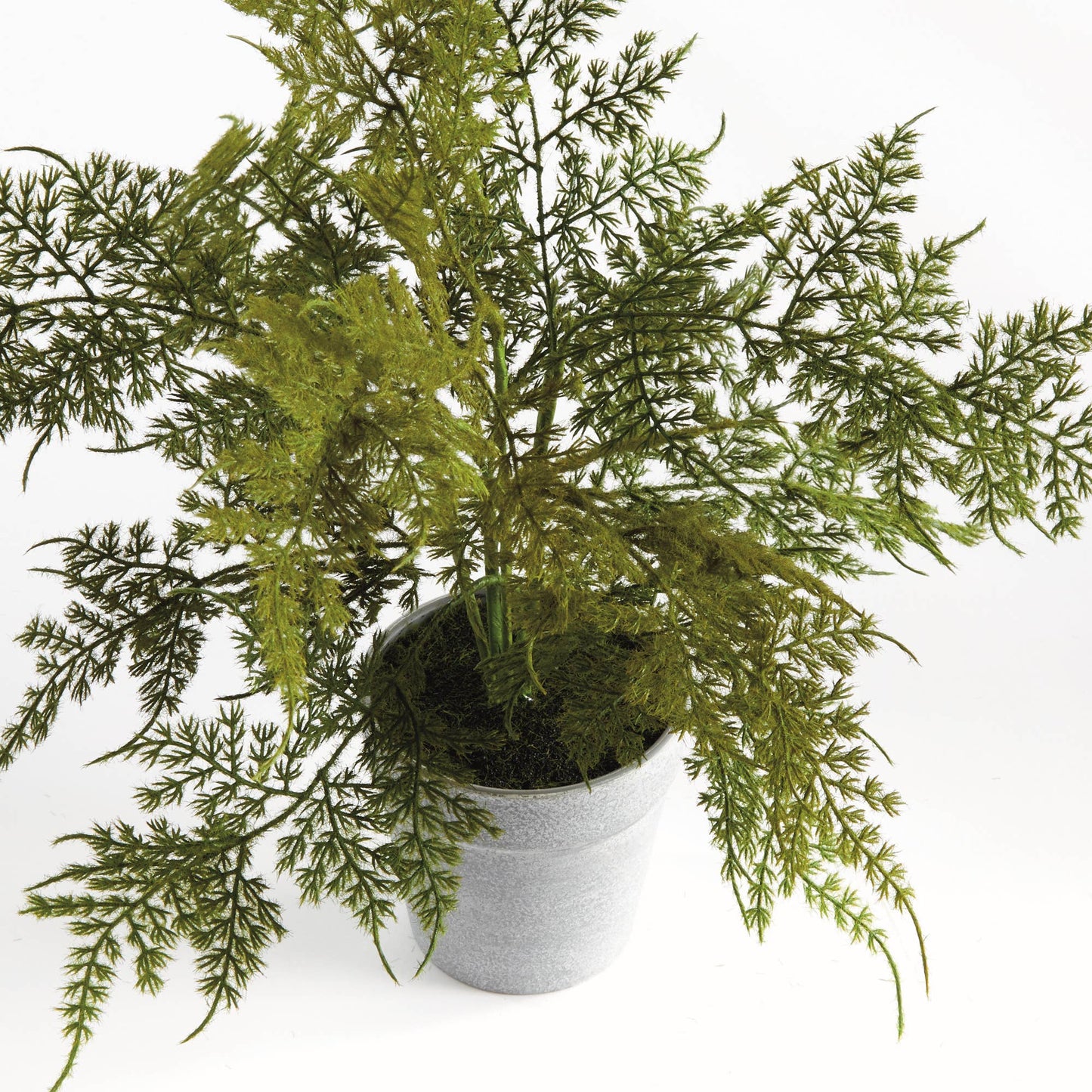 Potted Plumosa Fern 13": Green