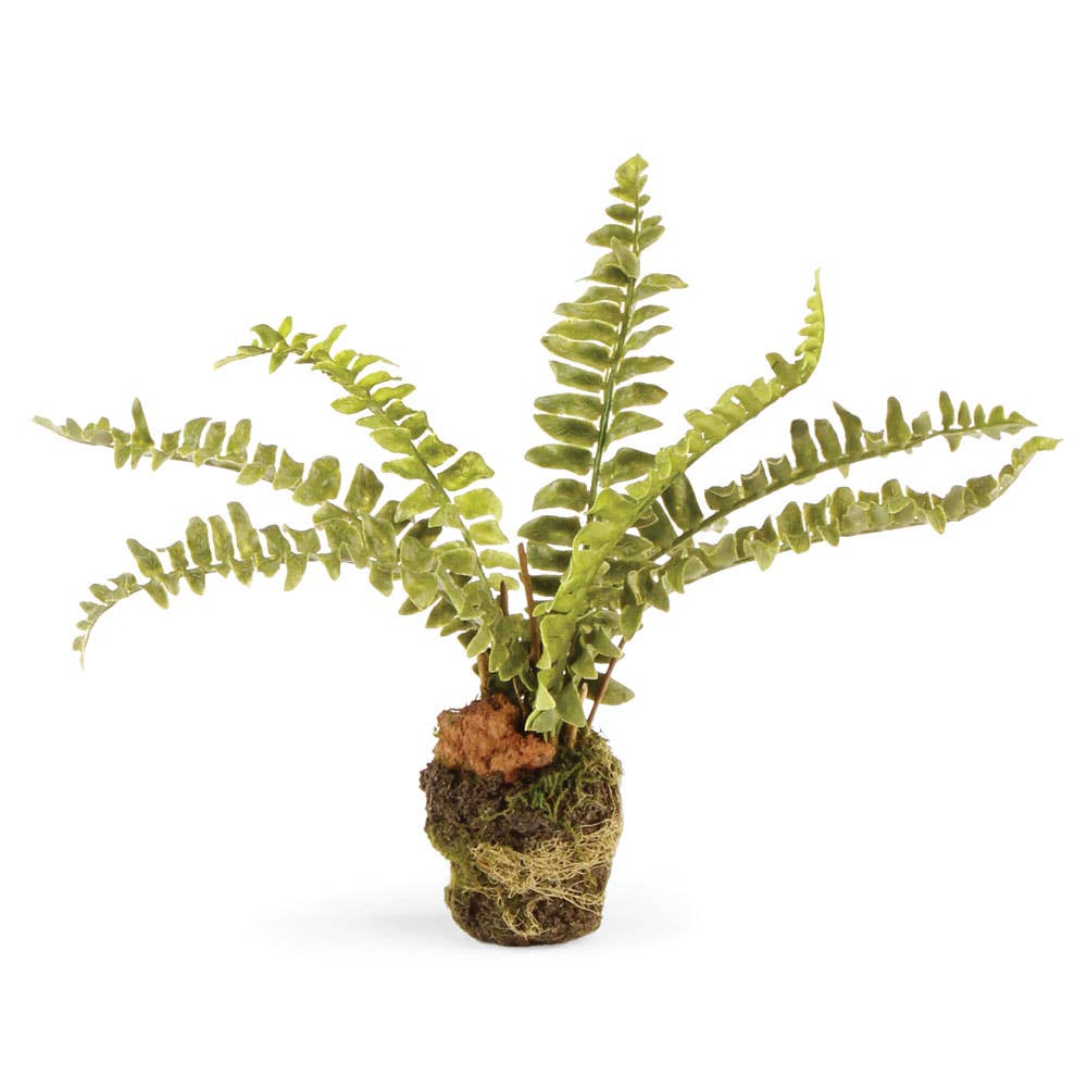 Boston Fern 7.5"
