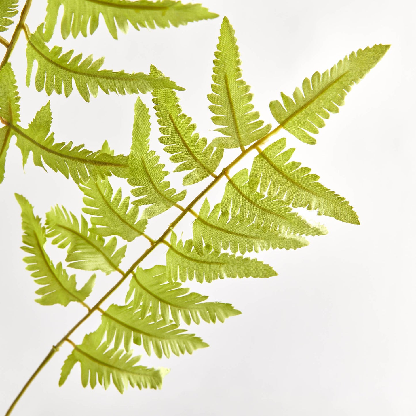 Bracken Fern Stem
