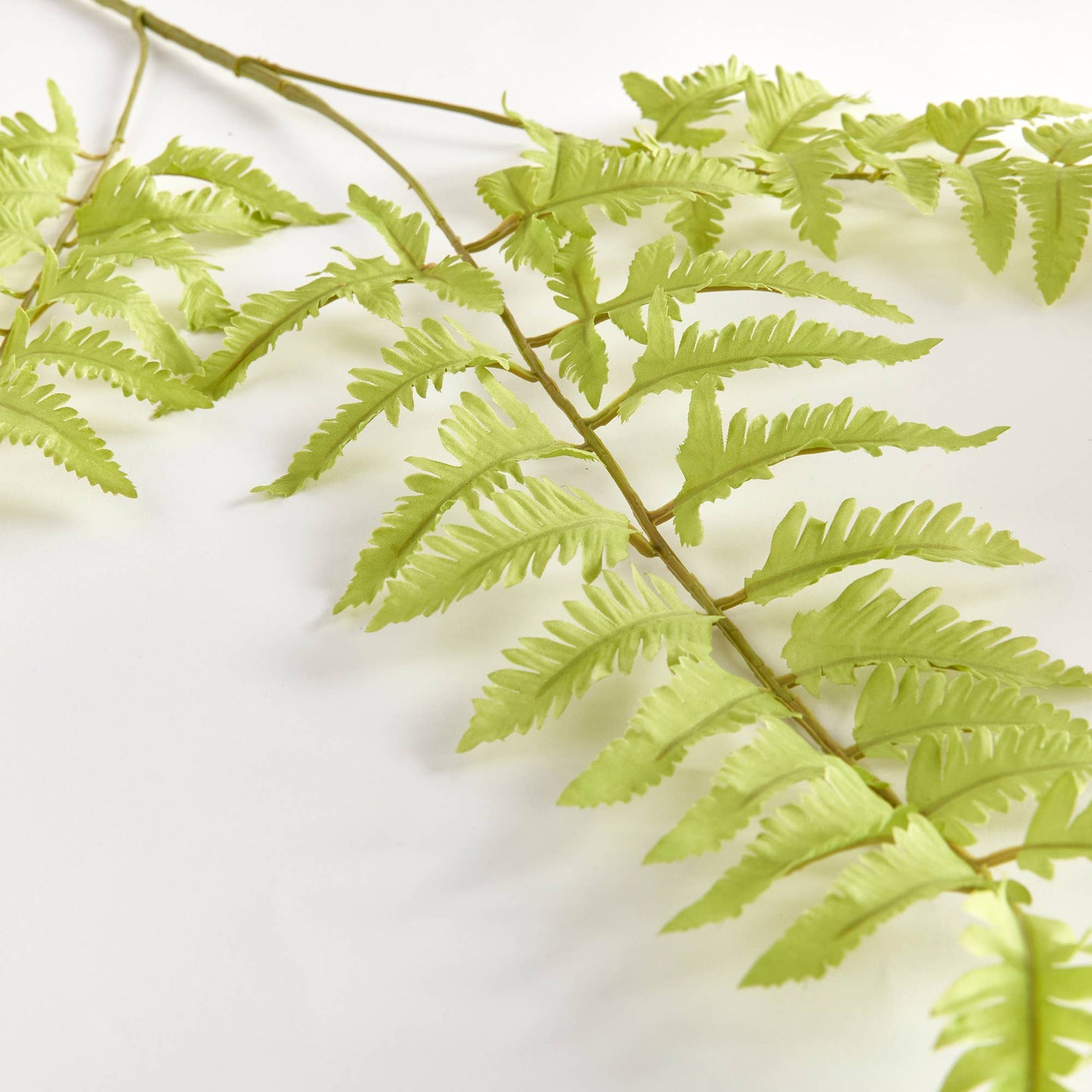 Bracken Fern Stem