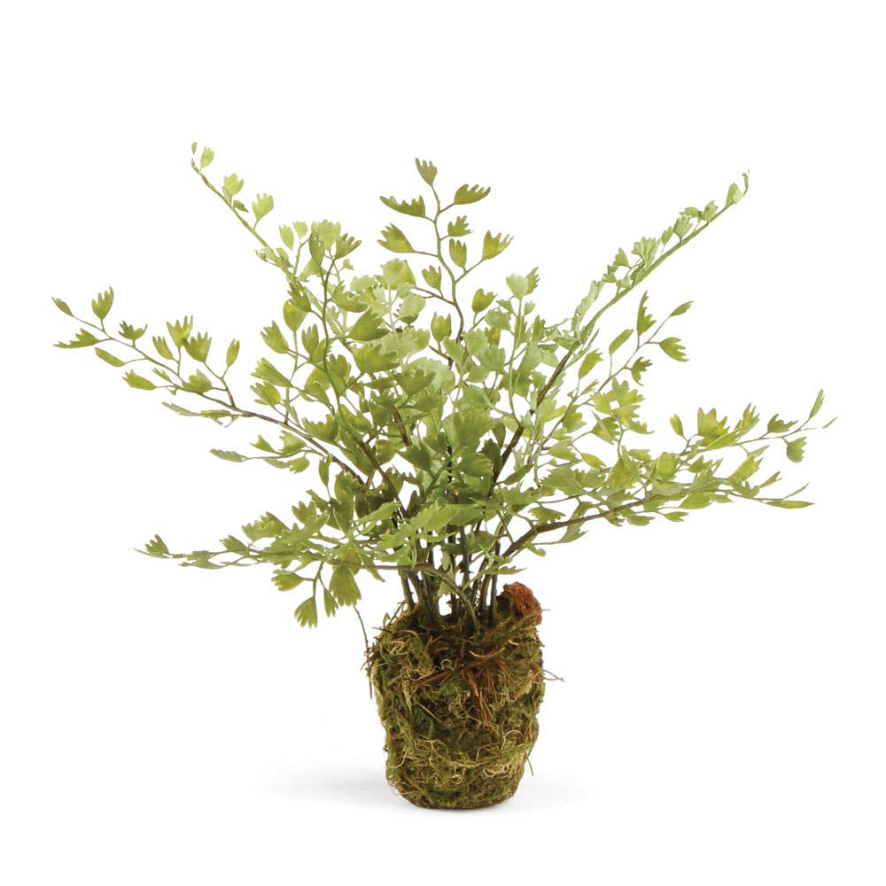 Maidenhair Fern 9"