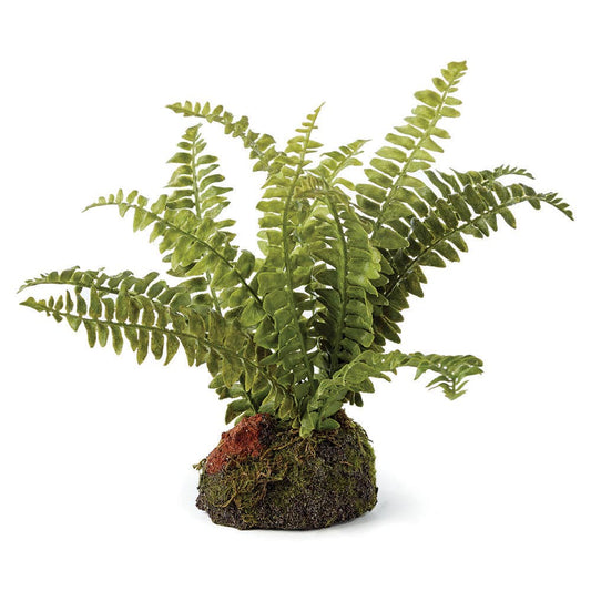 Boston Fern 7"