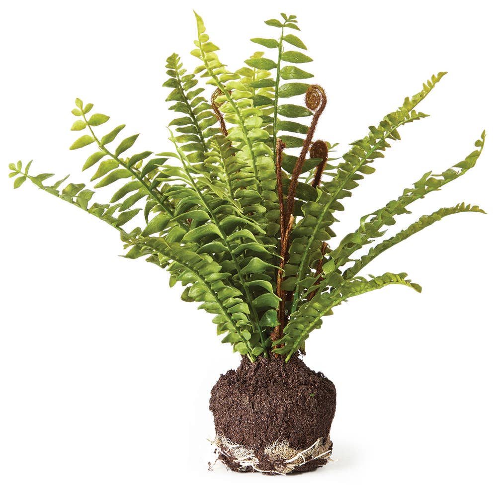 Boston Fern 11"