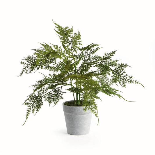 Potted Plumosa Fern 13": Green