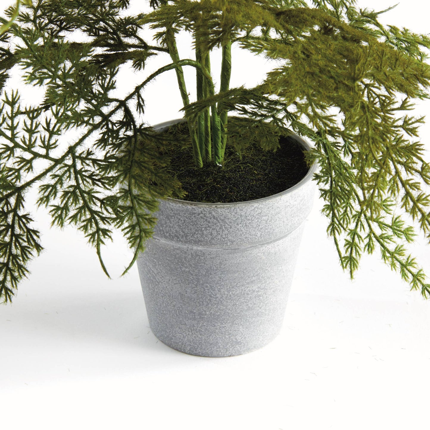 Potted Plumosa Fern 13": Green